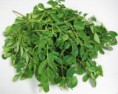 /album/galeria-de-fotos-projecto-moringa/moringa-jpg1/